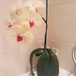 Apartament Opera * Sopot